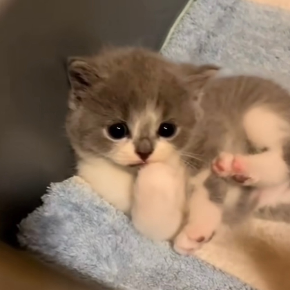 Meet your Posher, Marissa